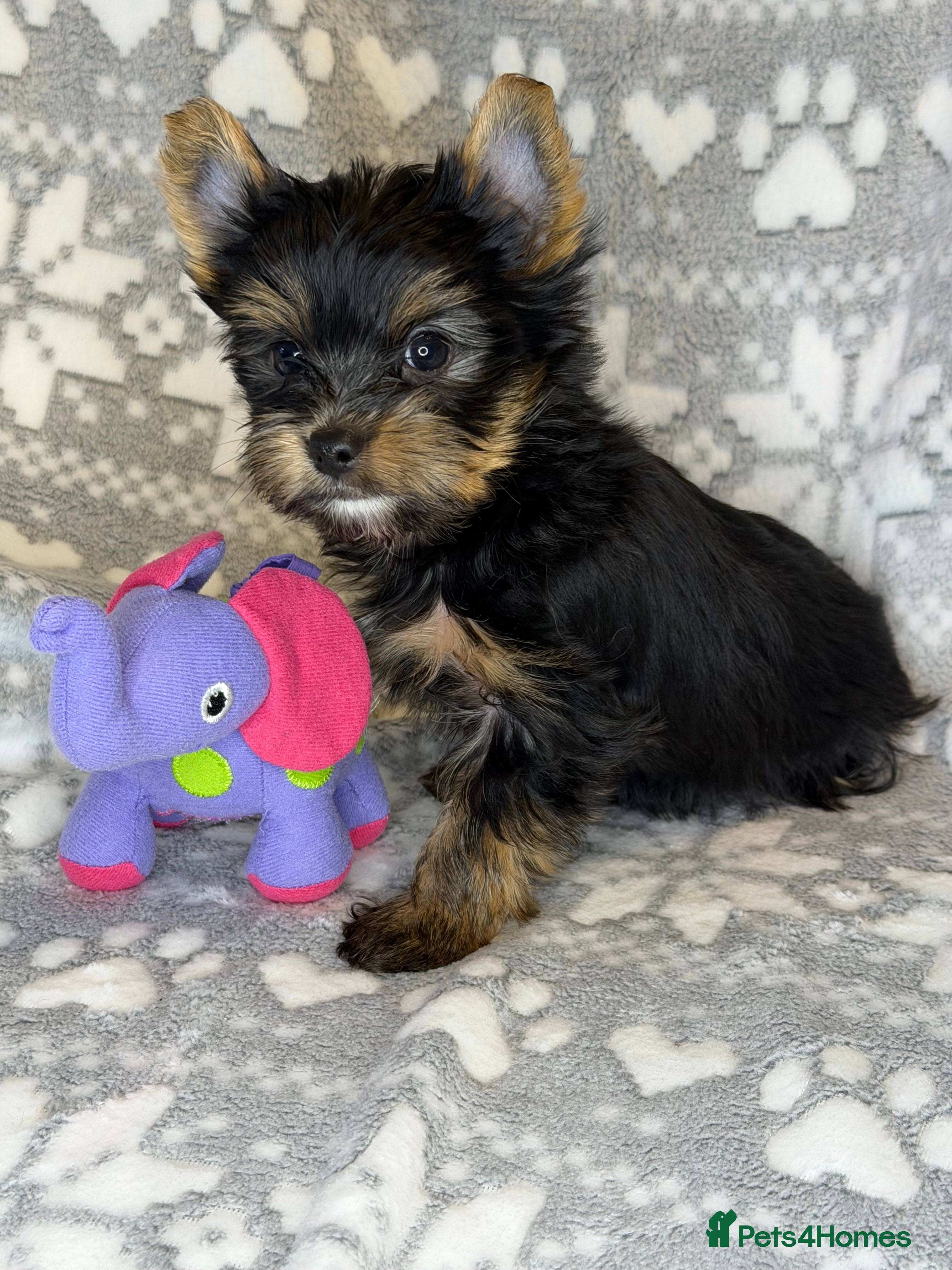Yorkshire Terrier dogs For sale Tiny Yorkshire Terrier READY 09.01.2026 - Advert 6