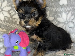 Yorkshire Terrier dogs For sale Tiny Yorkshire Terrier READY 09.01.2026 - Advert 7