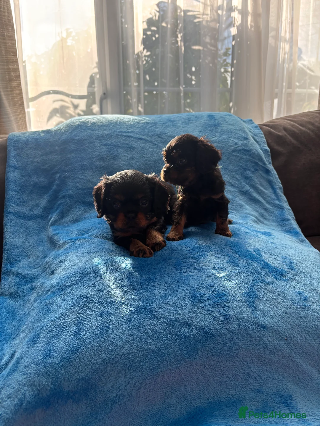 Cavalier King Charles Spaniel dogs for sale: Gorgeous KC Puppies Available  - Advert 14
