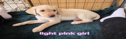 Labrador Retriever dogs for sale: Ready to leave labrador puppies 2girl 3male left  - Advert 26