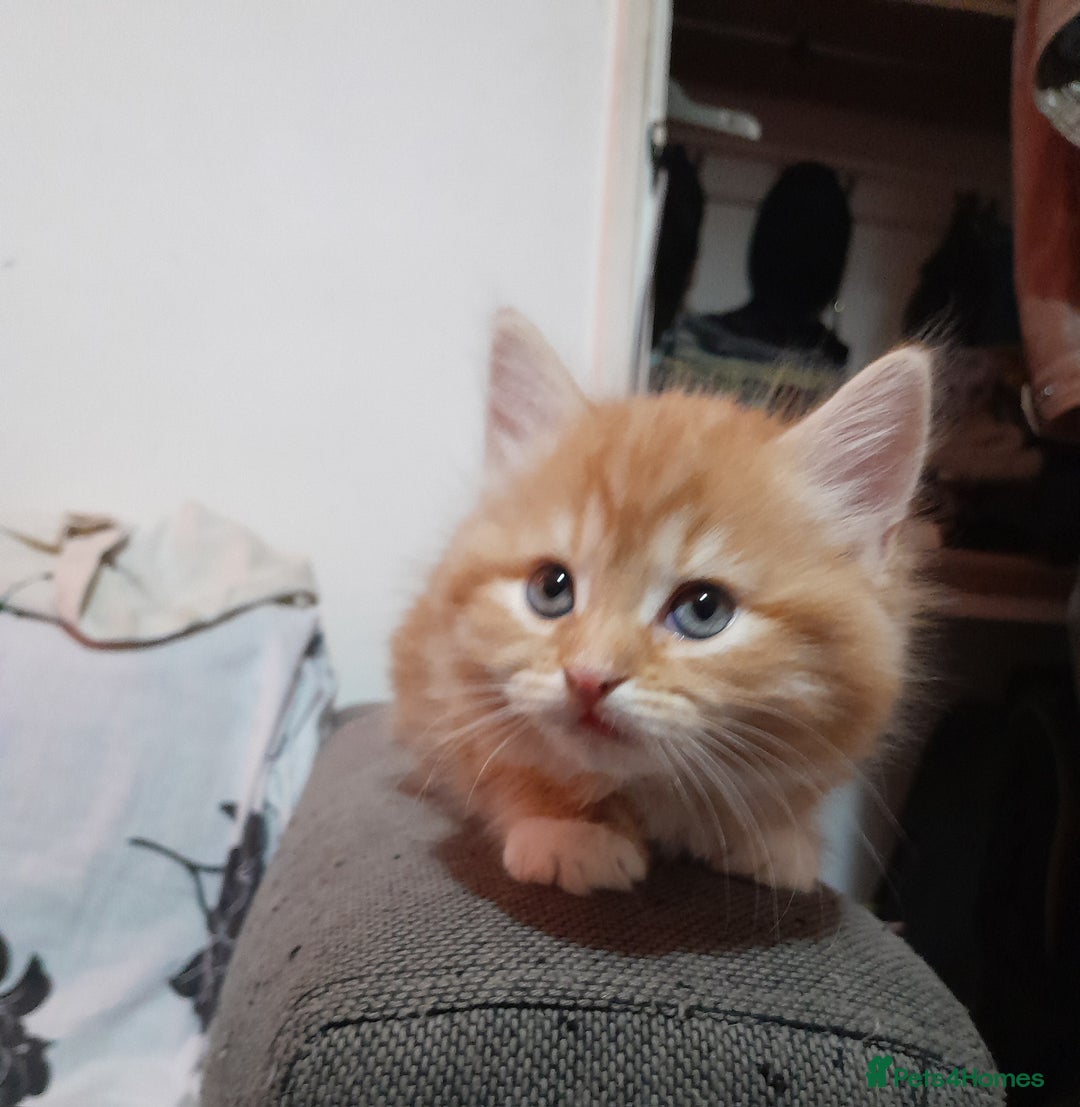 Mixed Breed cats for sale: 3 gorgeous kittens 😺😸😻 - Advert 9