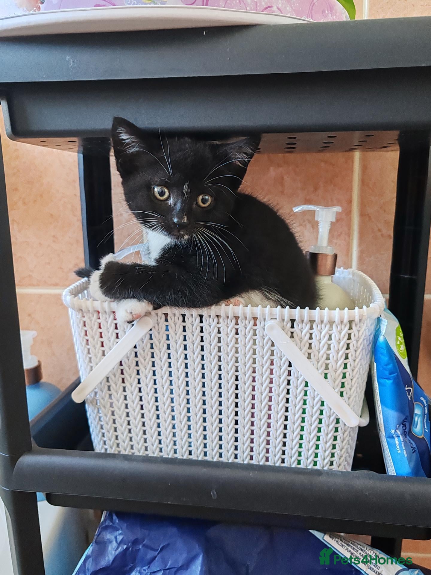 Mixed Breed cats Lovely crazy kittens - Advert 5
