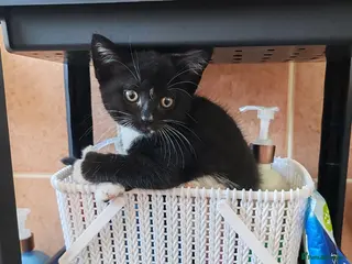 Mixed Breed cats Lovely crazy kittens - Advert 5