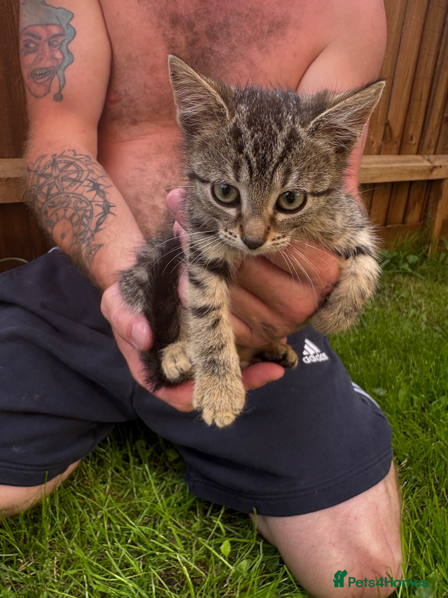 British Shorthair cats Gorgeous Tabby shorthairs - Advert 16