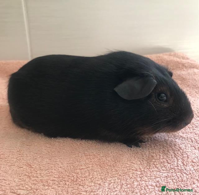 Guinea Pig rodents Black Otter Boar and Sow  - Advert 2