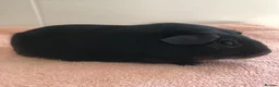 Guinea Pig rodents for sale: Black Otter Boar and Sow  - Advert 2