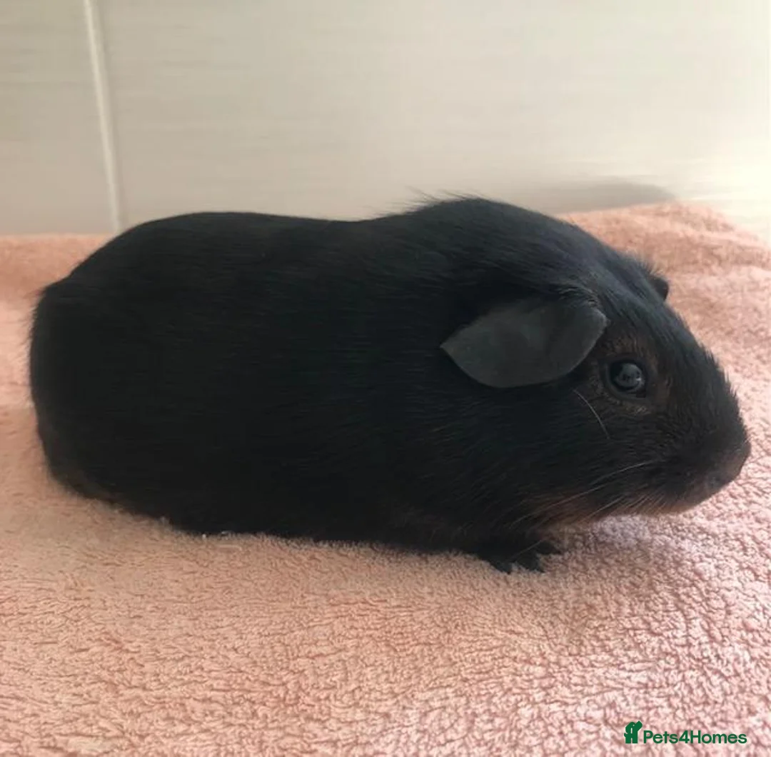Guinea Pig rodents for sale: Black Otter Boar and Sow  - Advert 2