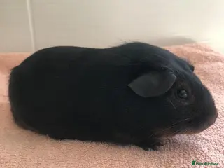 Guinea Pig rodents Black Otter Boar and Sow - Black and Tan Boar - Advert 1