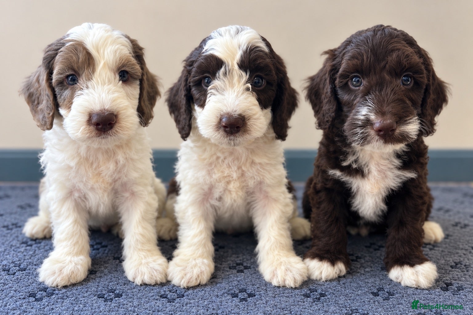 Sproodle dogs Miniature springerdoodle - Advert 1