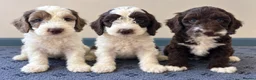 Sproodle dogs for sale: Miniature springerdoodle - Advert 1