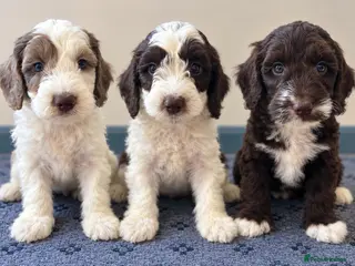 Sproodle dogs Miniature springerdoodle - Advert 1