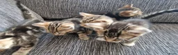 Mixed Breed cats for sale: Kittens ready to go in Birmingham - Advert 6