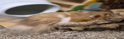Hamster rodents for sale: 4 month old long haired male syrian hamster - Advert 2