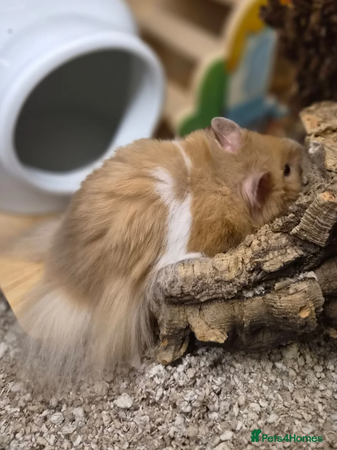 Hamster rodents for sale: 4 month old long haired male syrian hamster - Advert 2