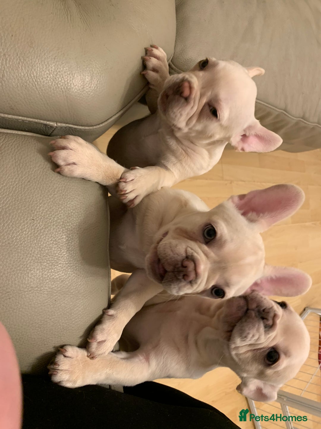 French Bulldog dogs for sale: 5 beautiful French bulldog puppies  - Advert 7