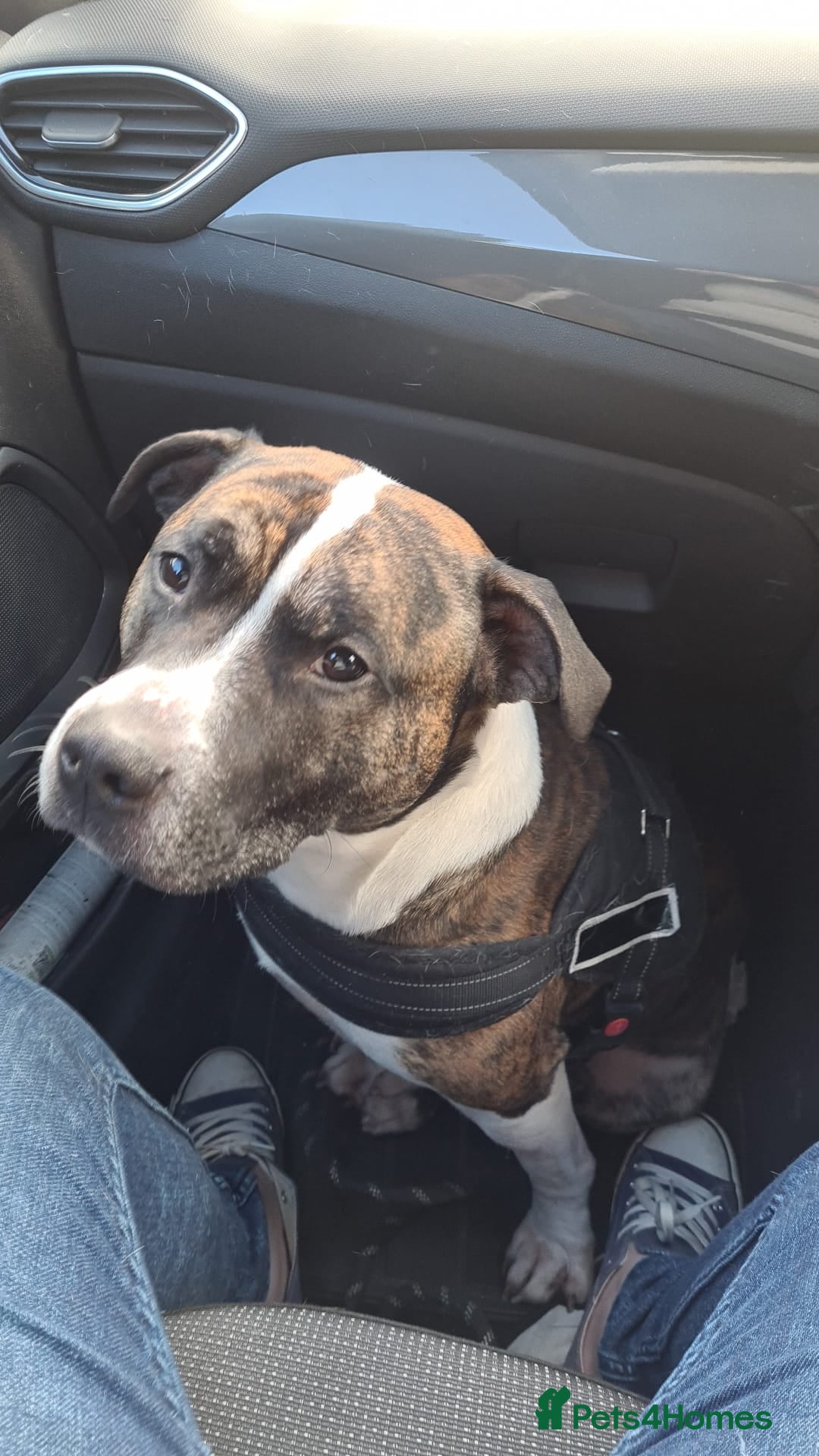 Staffordshire Bull Terrier dogs A playful and gentle staffy! looking for new home. - Advert 9