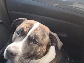 Staffordshire Bull Terrier dogs A playful and gentle staffy! looking for new home. - Advert 9