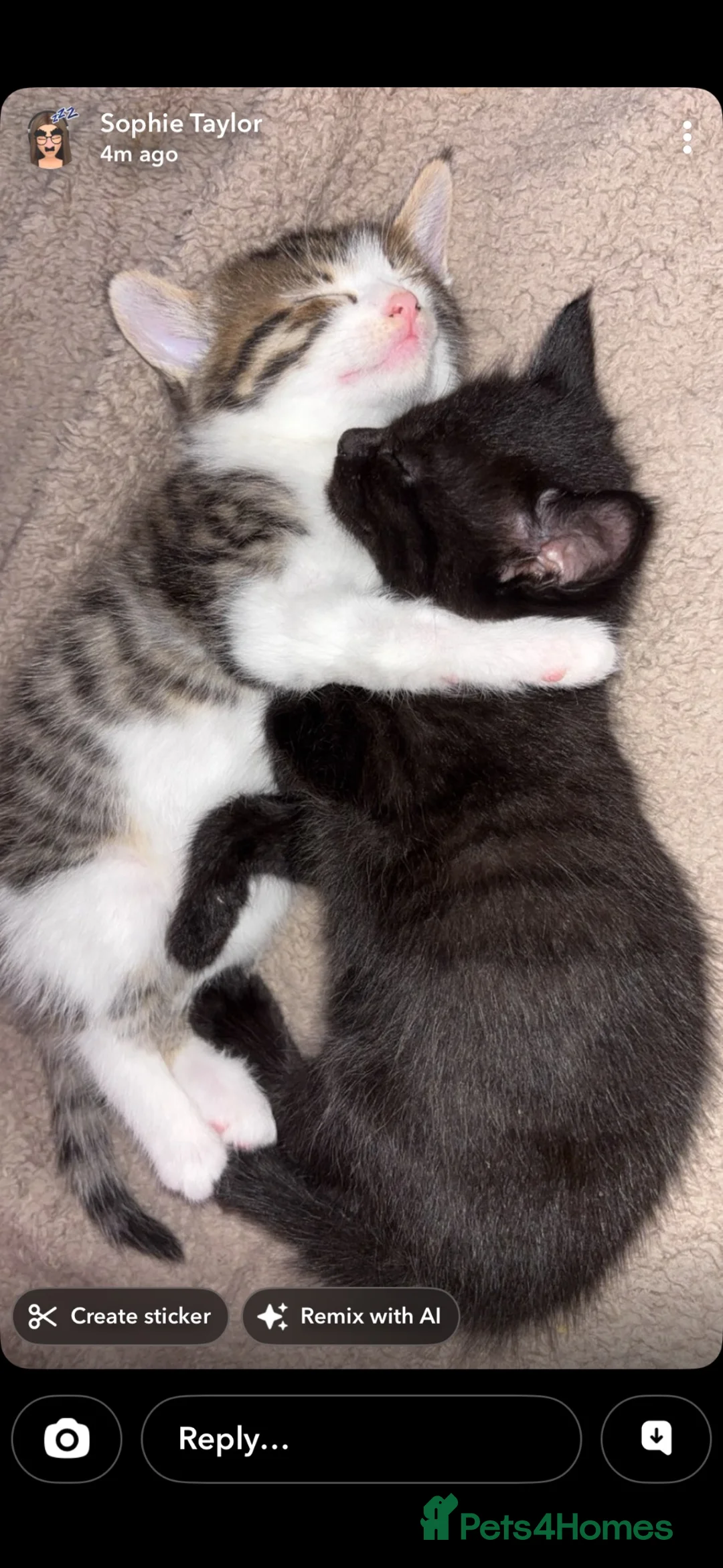 Mixed Breed cats for sale: Kittens  - Advert 7
