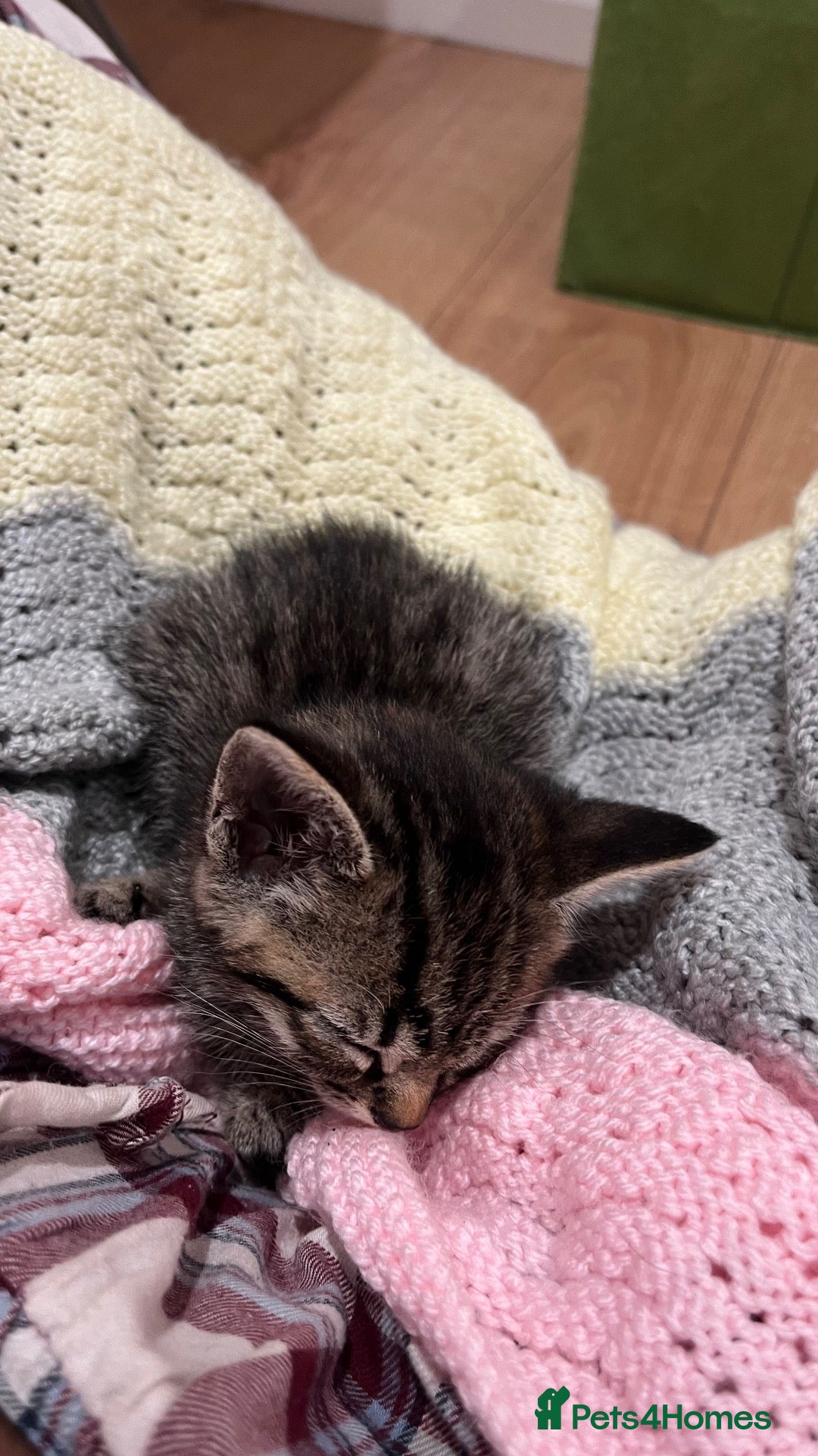 Mixed Breed cats Cute Kitten for sale! - Advert 2