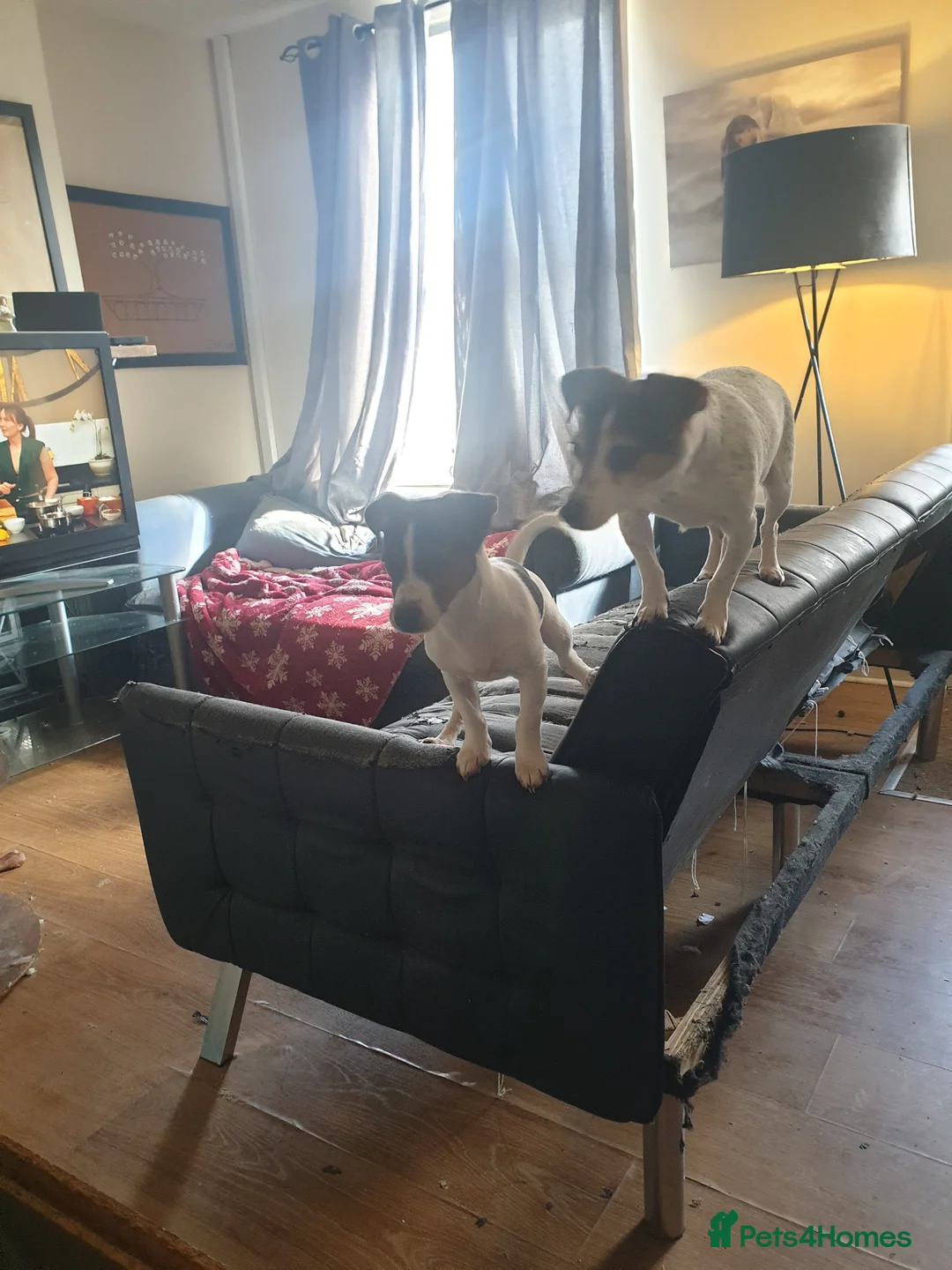 Jack Russell dogs for sale: 2 Male Jack Russell puppies 19 weeks  in Bridgwater - Advert 2