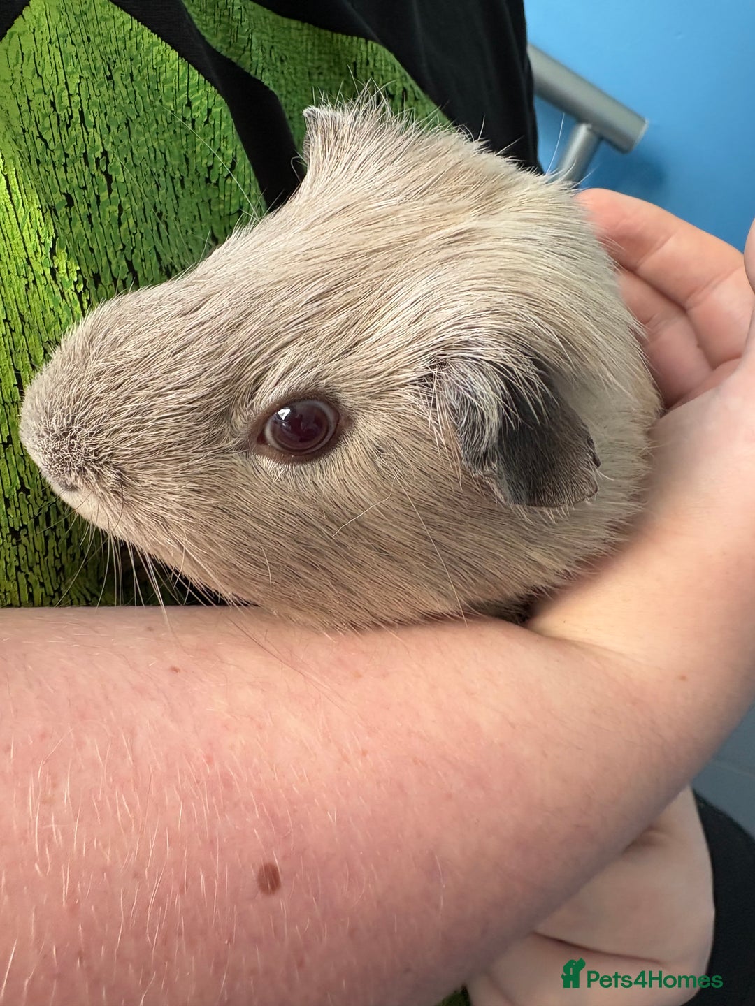 Guinea Pig rodents for sale: Two male Guinea pigs  - Image 3