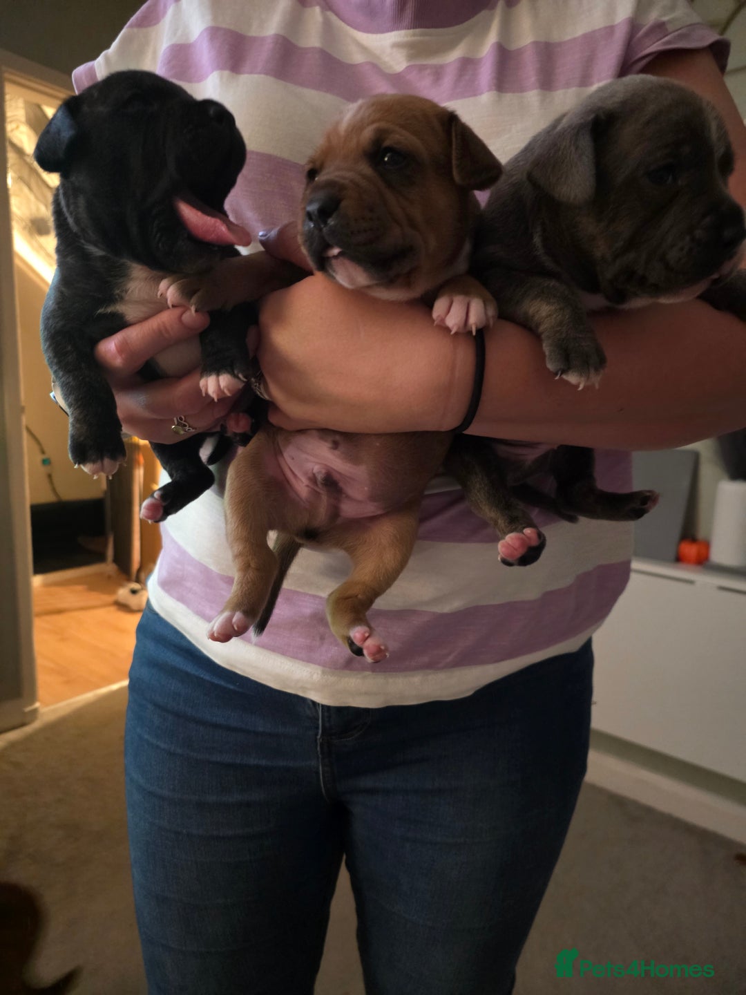 Staffordshire Bull Terrier dogs for sale: 3 Beautiful little staff boys - Image 2