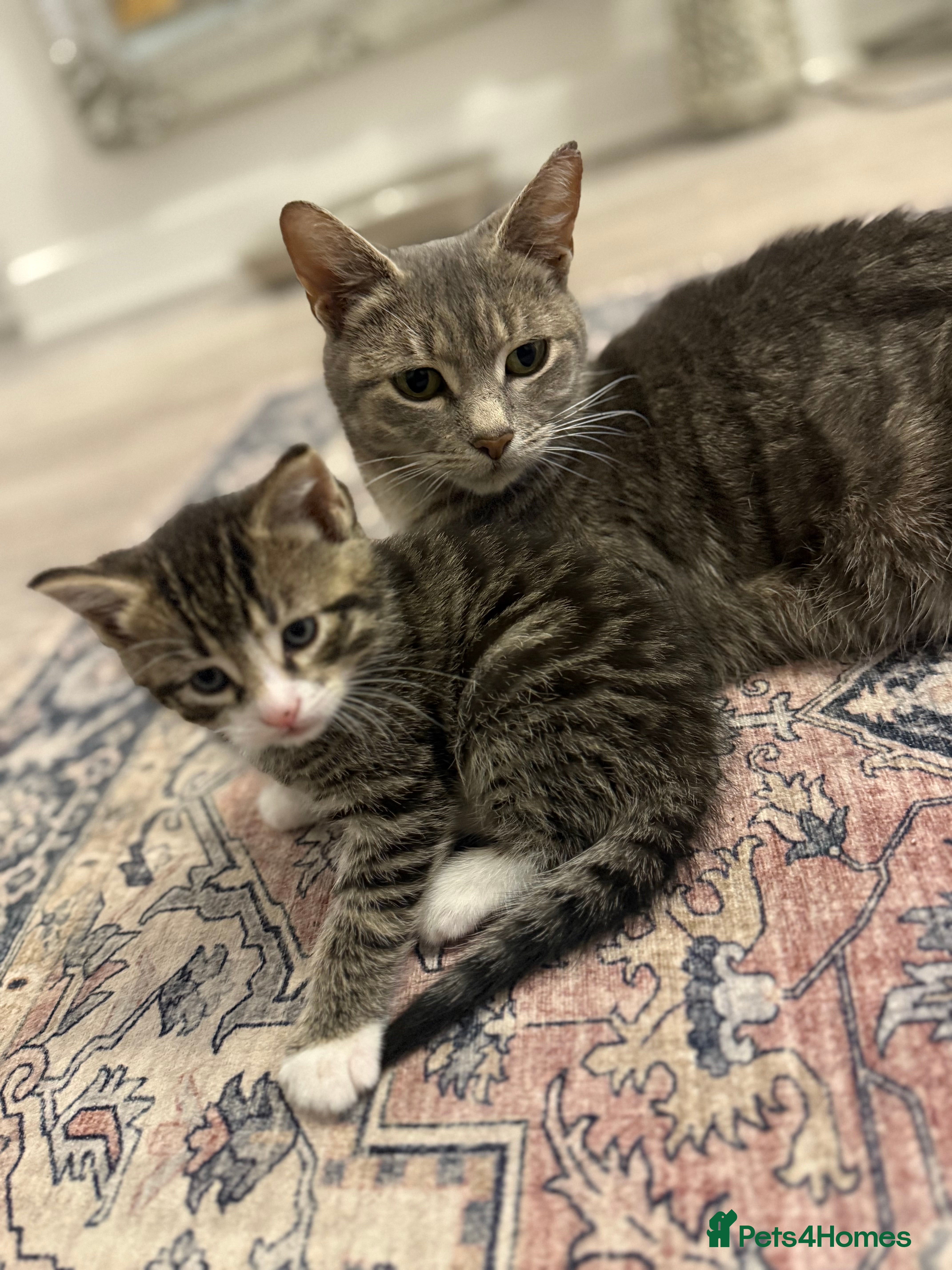 Mixed Breed cats Half bengal half tabby - Advert 1