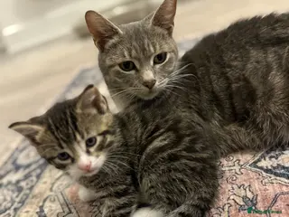 Mixed Breed cats Half bengal half tabby - Advert 1