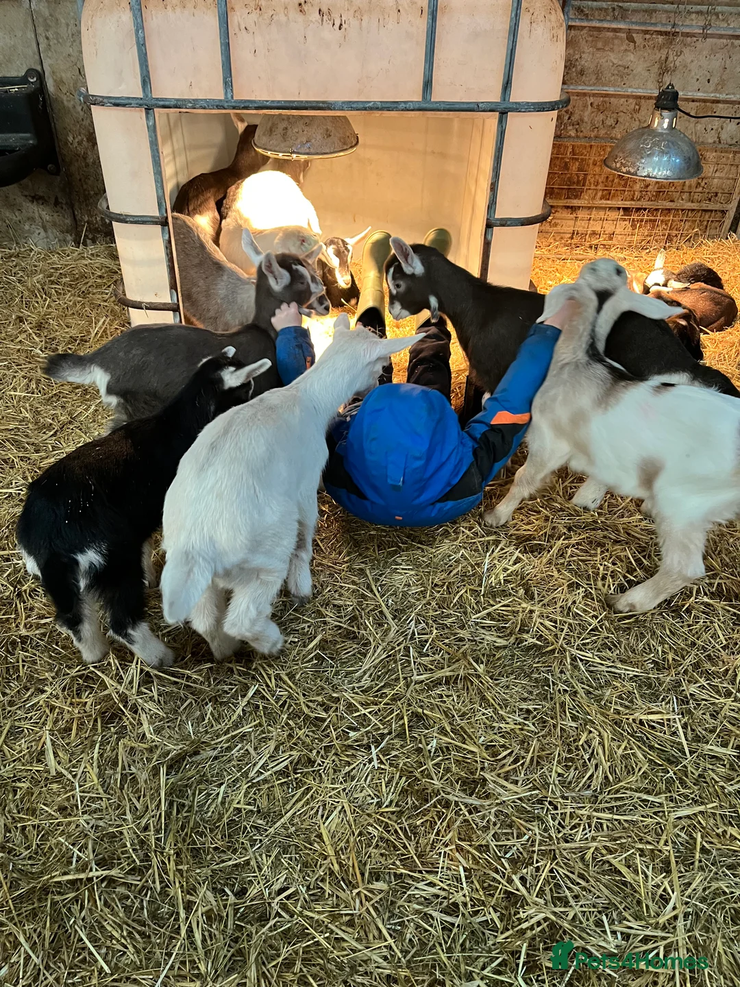 Goats livestock for sale: Bottle fed goat kids  - Advert 1