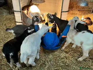 Goats livestock Bottle fed goat kids - Advert 4