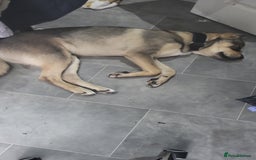 Mixed Breed dogs for sale: Arlo. - Image 2