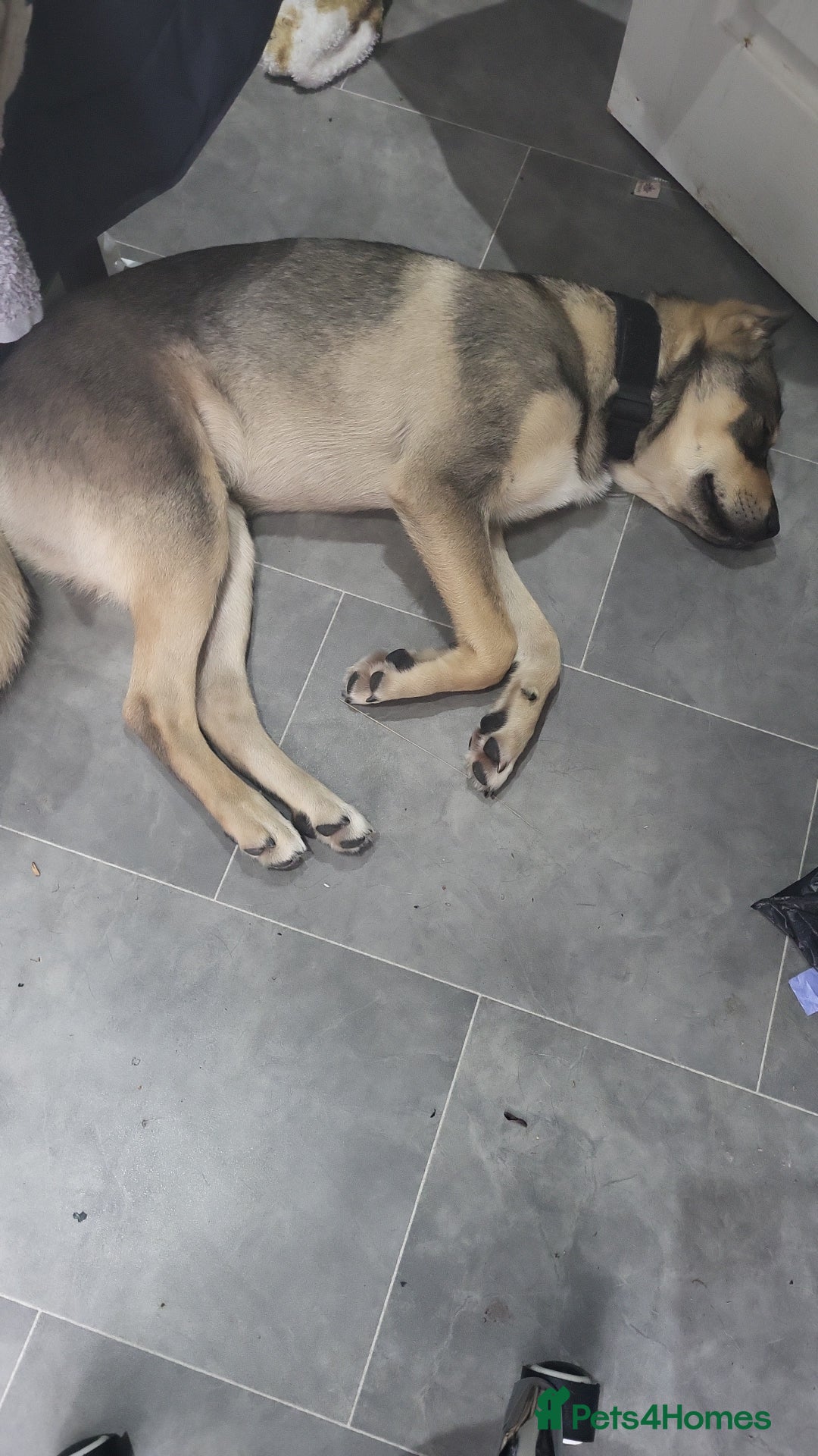 Mixed Breed dogs for sale: Arlo. - Image 2