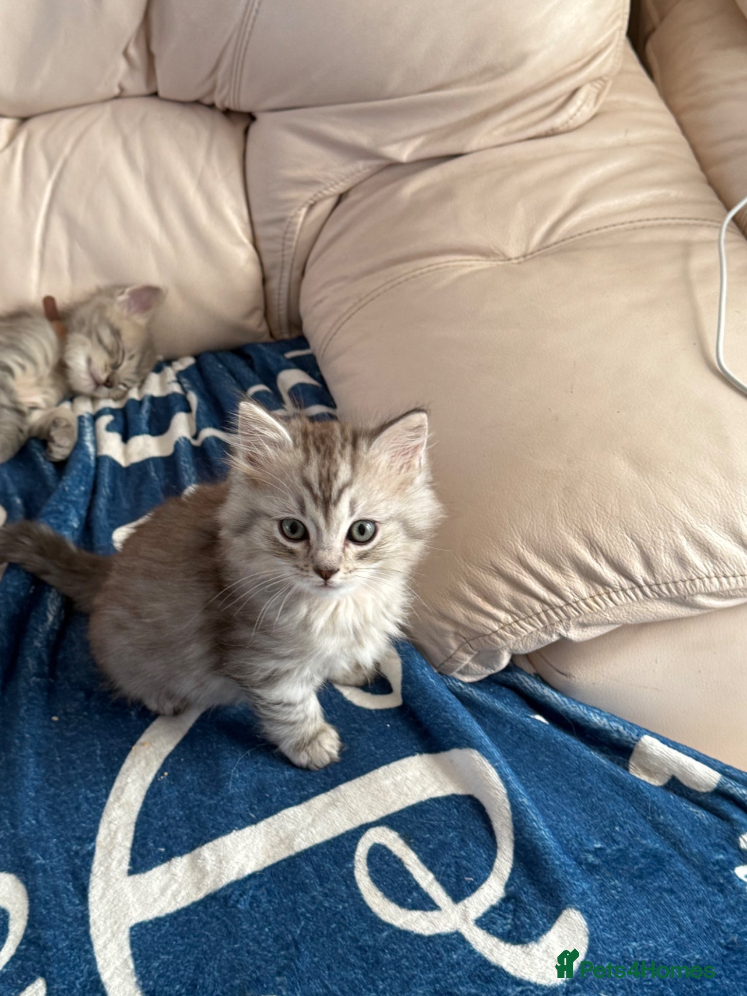 British Shorthair cats Stunning ragdoll cross BSH litter - Advert 1