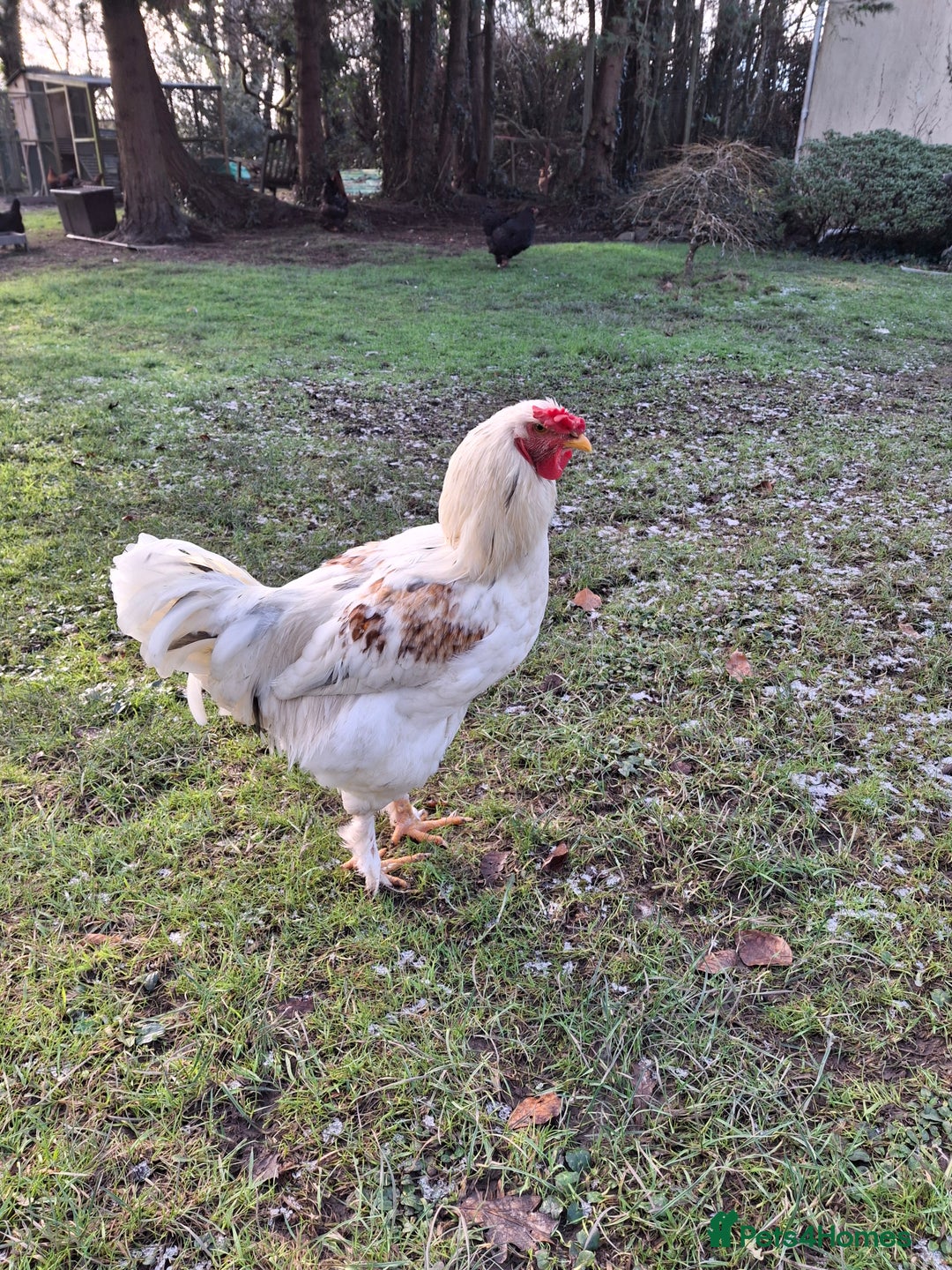 Chickens poultry for sale: Beautiful Brahma and Brahma cross cockerels - Advert 2