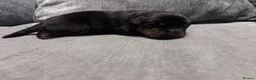 Rottweiler dogs for sale: ELITE KC REGISTERED GERMAN ROTTWEILER PUPPIES  - Advert 9