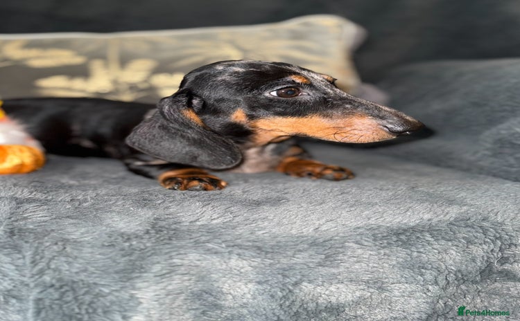 Miniature Dachshund dogs - Advert 2