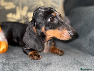 Miniature Dachshund dogs - Advert 14