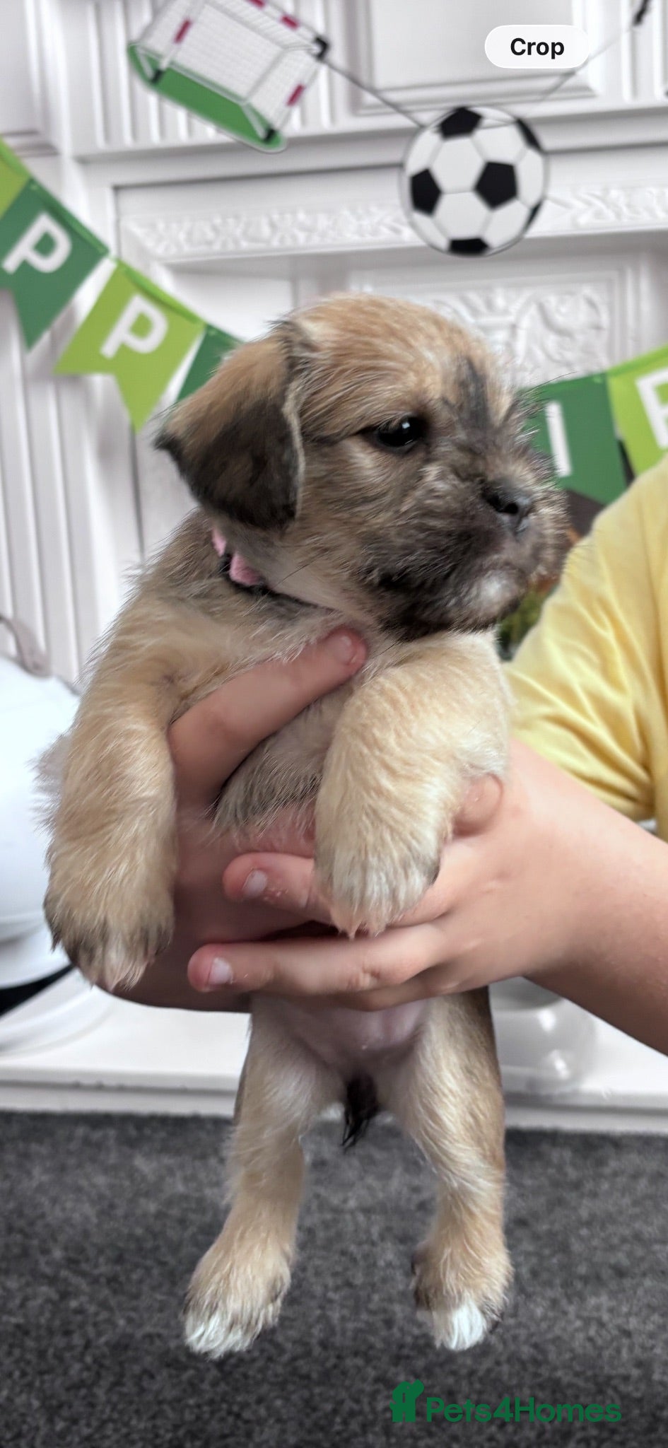 Mixed Breed dogs Female Schapso puppy  - Advert 11
