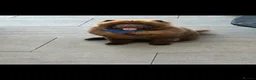 Chow Chow dogs for stud: KC registered Chocolate boy for stud 🤎 - Advert 2