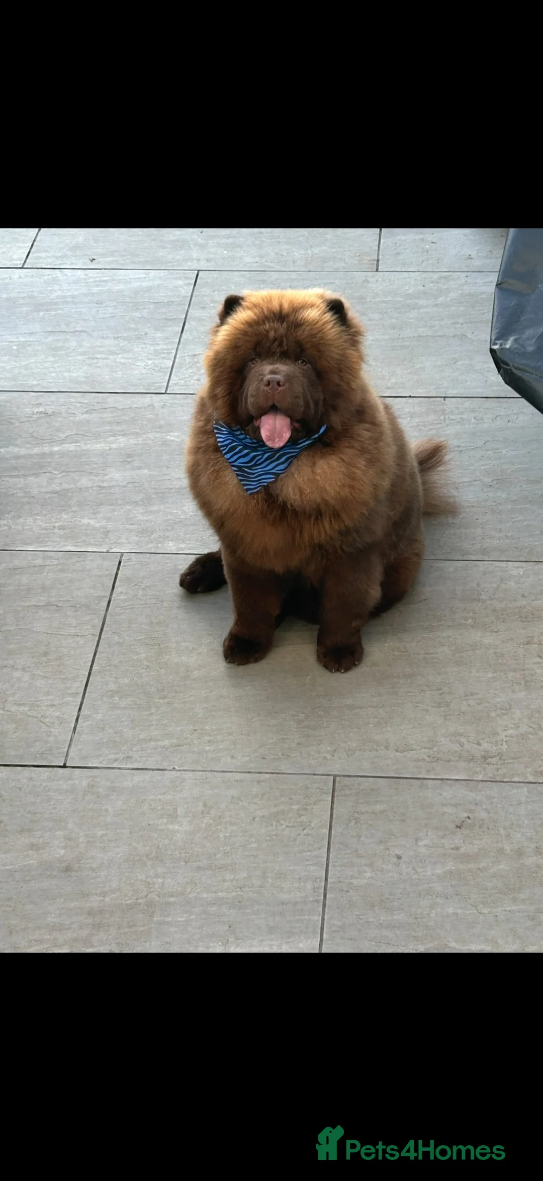 Chow Chow dogs for stud: KC registered Chocolate boy for stud 🤎 - Advert 2