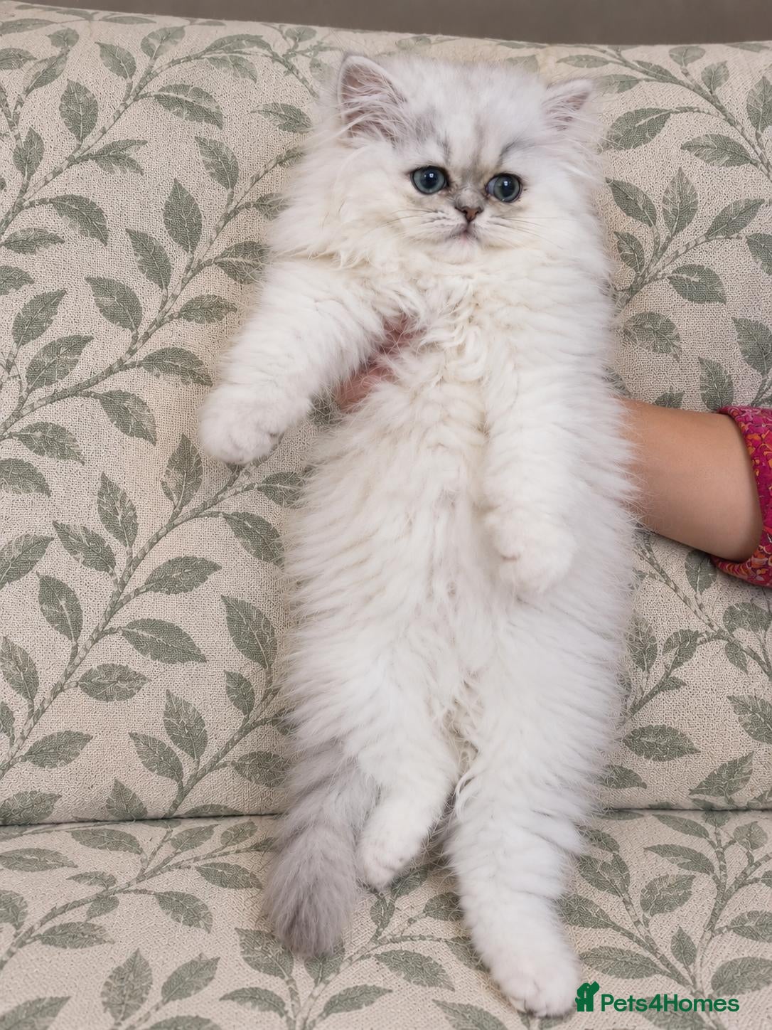 Persian cats Playful chunky ready to go!  - Advert 1