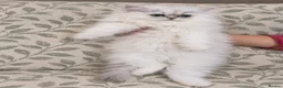 Persian cats for sale: Playful chunky ready to go!  - Advert 3