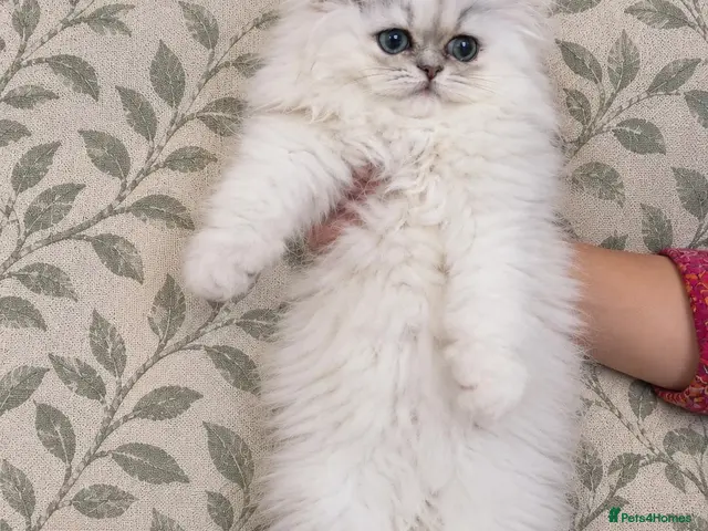 Persian cats 2 stunning boys left! - Advert 2