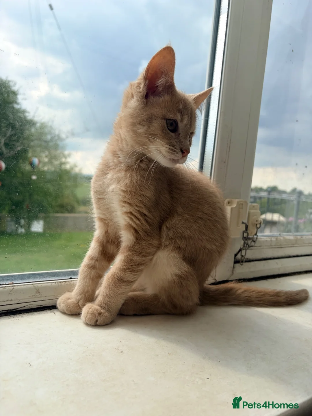 Maine Coon cats for sale: Maine coon  - Advert 1
