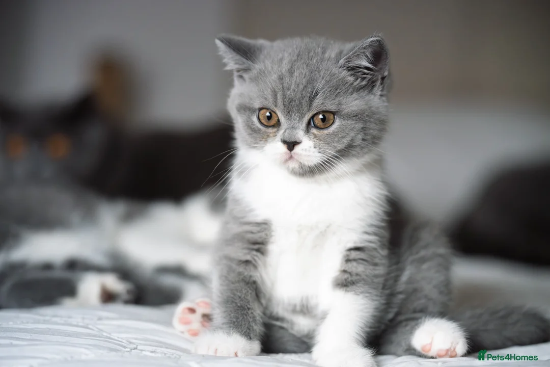 British Shorthair cats for sale: GCCF and TICA Registered -Show Quality BSH. - Advert 6