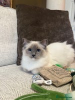 Ragdoll cats - Advert 2