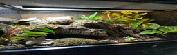 Skink reptiles for sale: Red Eyed Crocodile Skink Pair  - Advert 4