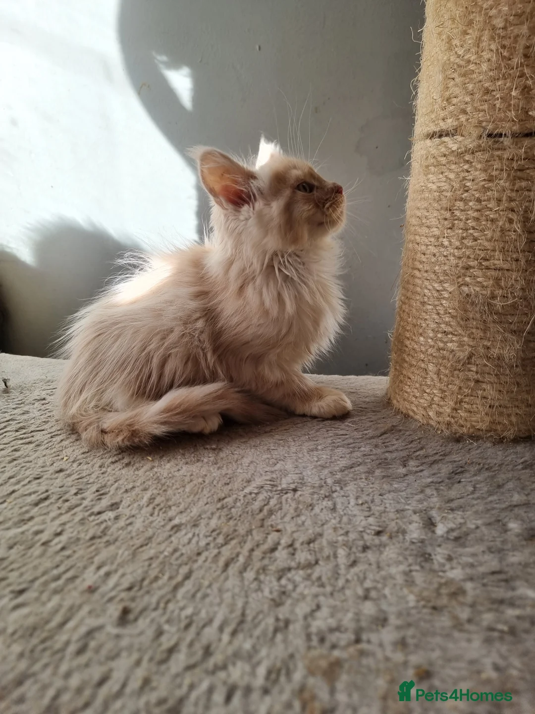 Maine Coon cats for sale: 2 litters of Maine Coon - Advert 10