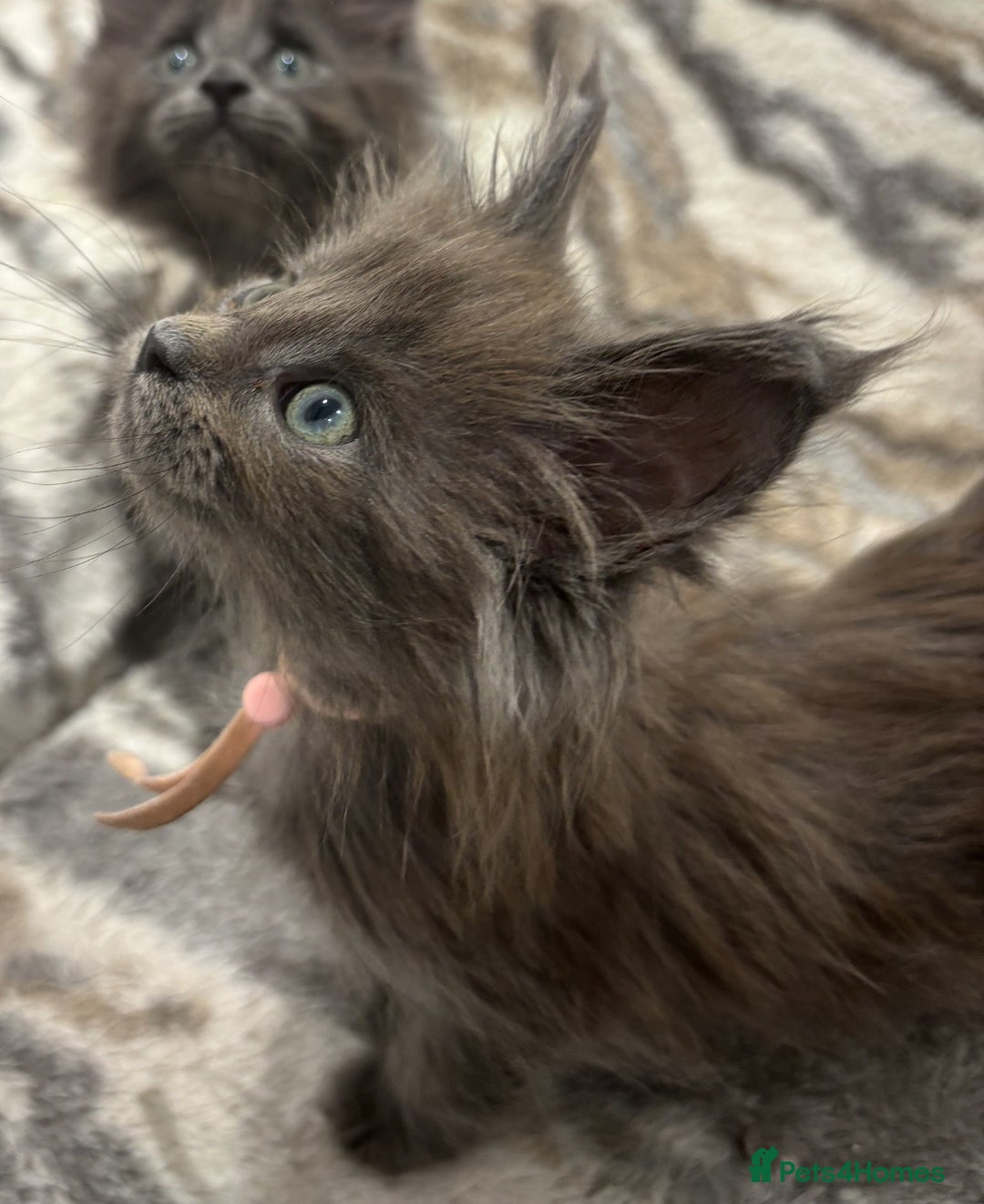 Maine Coon cats for sale: GCCF-Registered Maine Coon Kittens - Advert 21