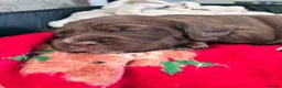 Mixed Breed dogs for sale: Sprocker cross female puppy - Advert 3